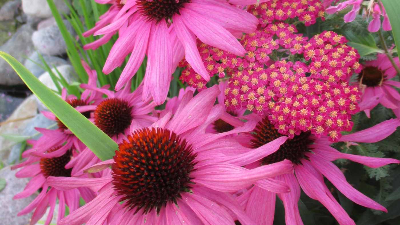 Adult Ed Garden Design Native Plants
