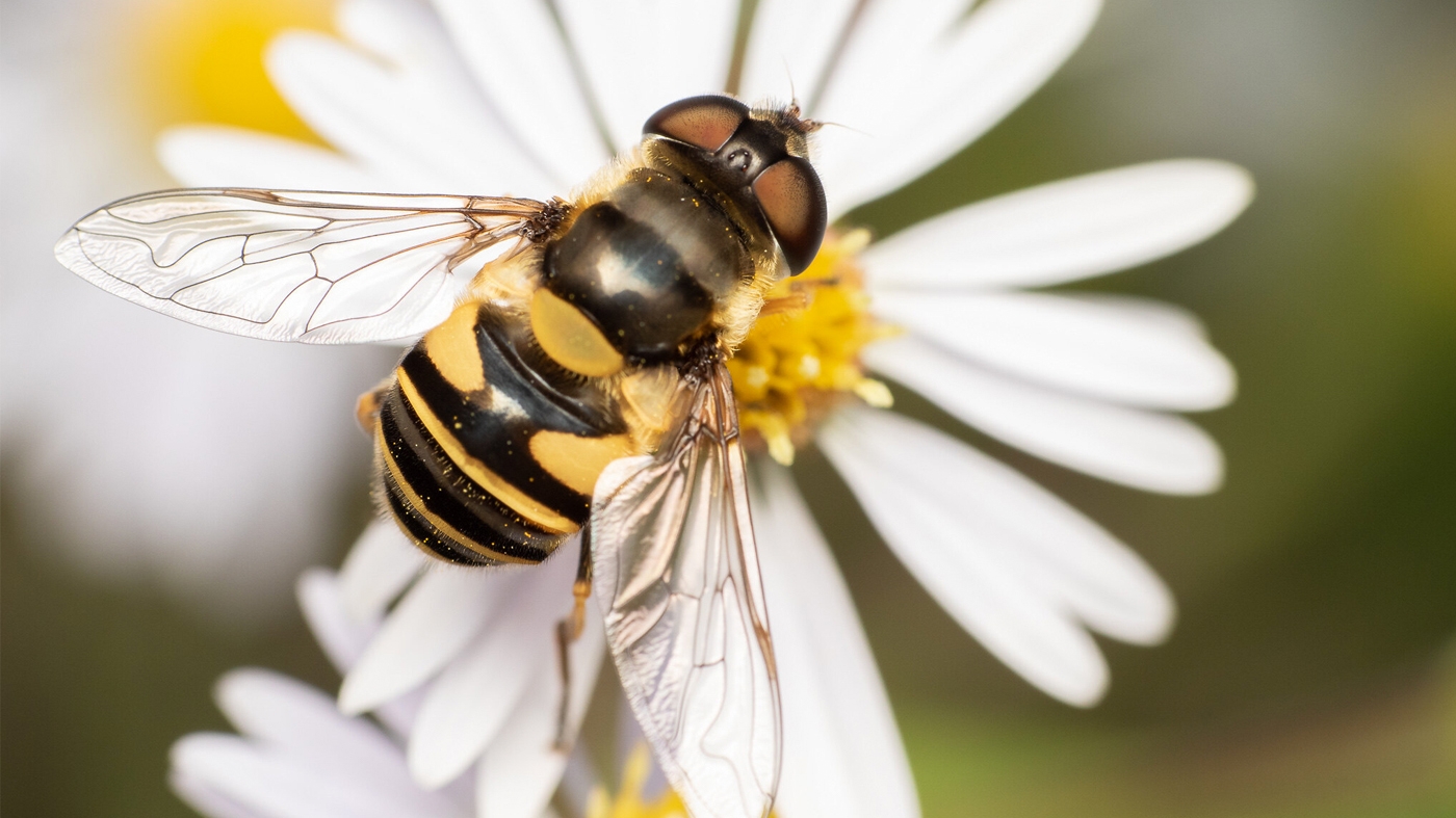 Transverse-banded flower fly