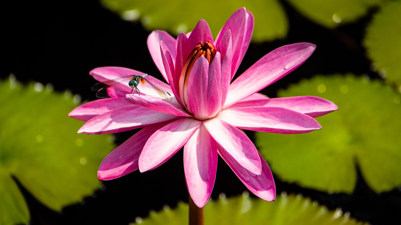 waterlily