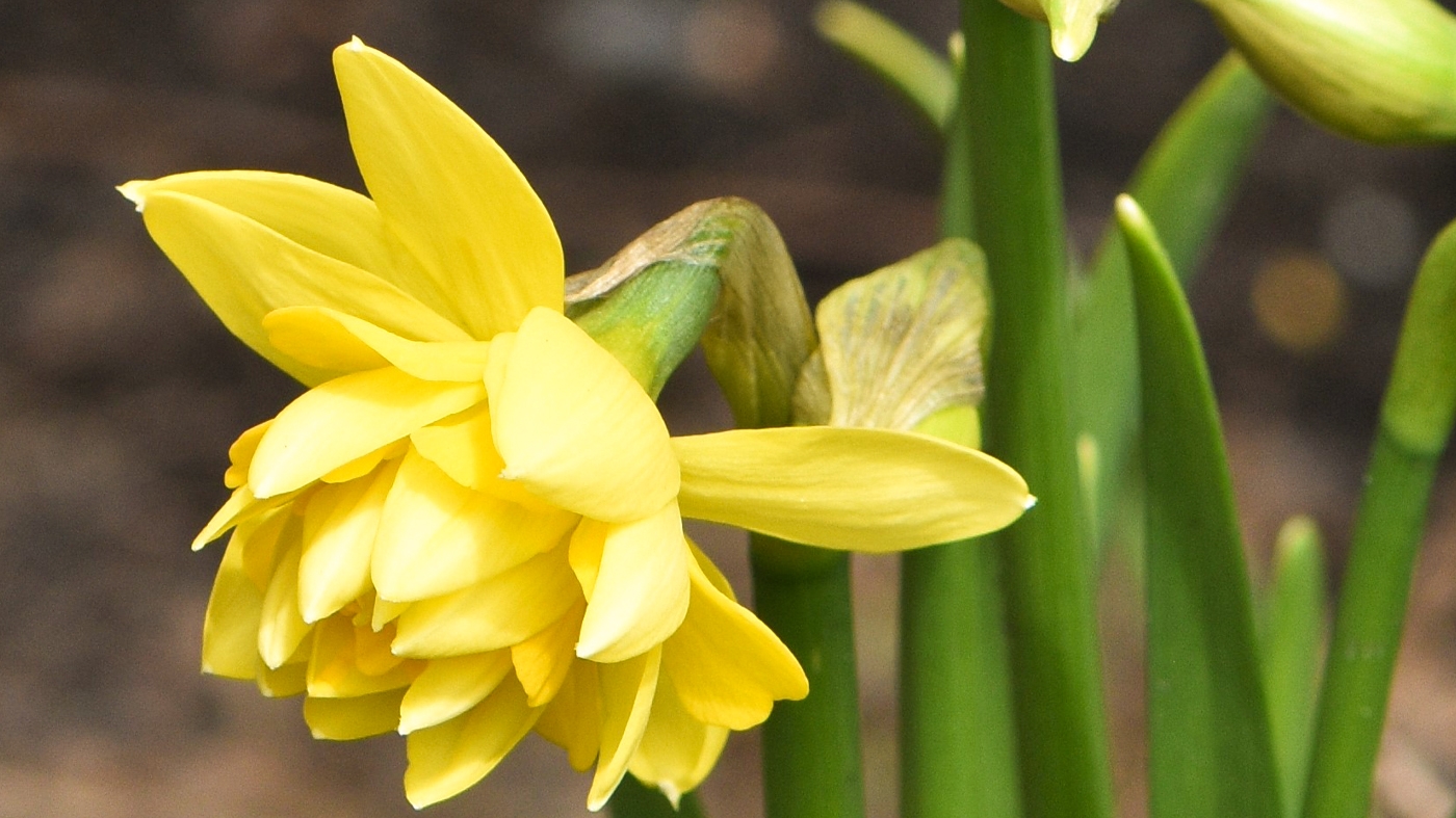 daffodils