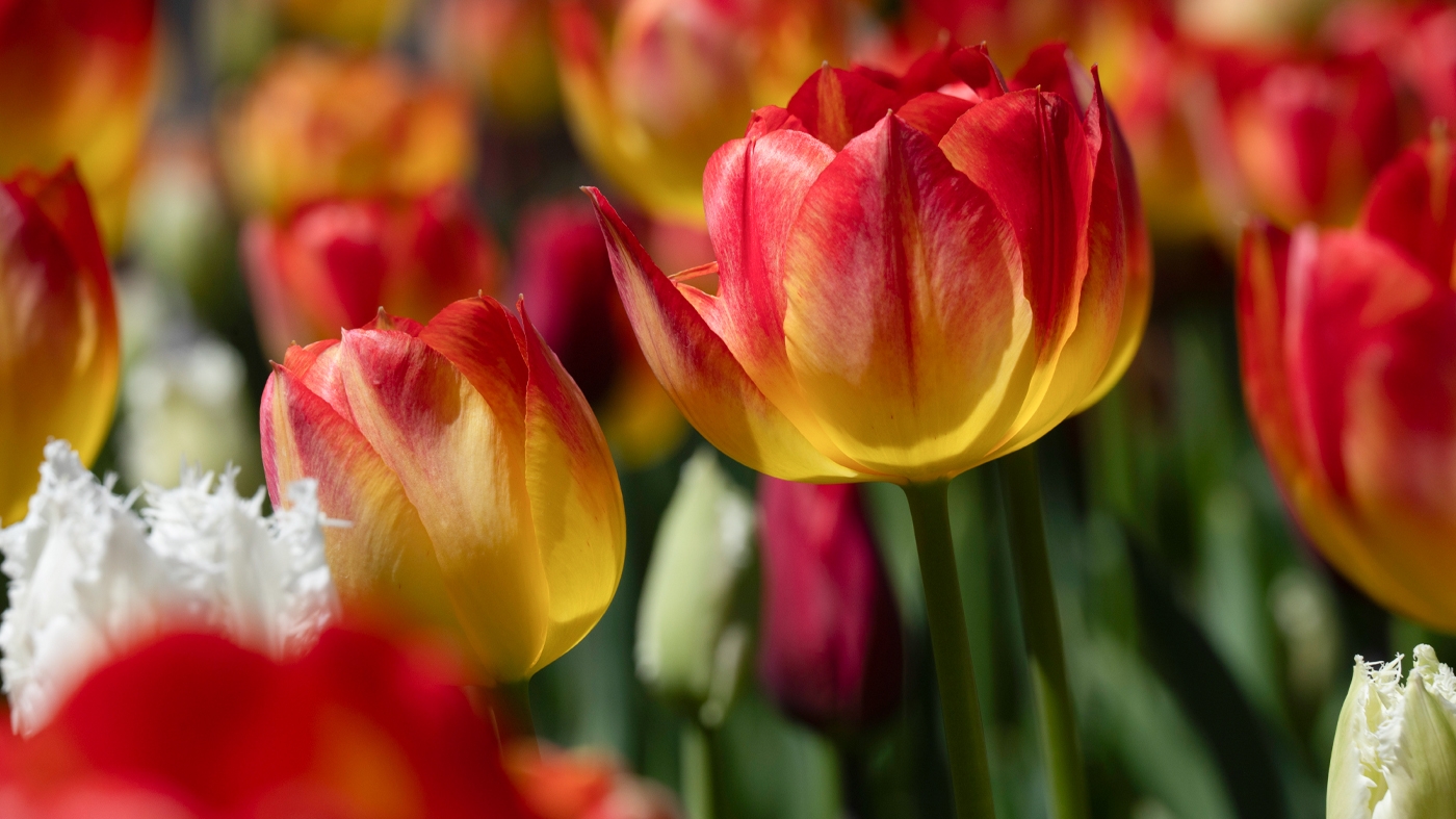 tulip