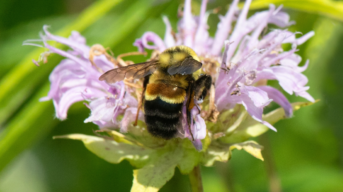 rusty patched bumble bee
