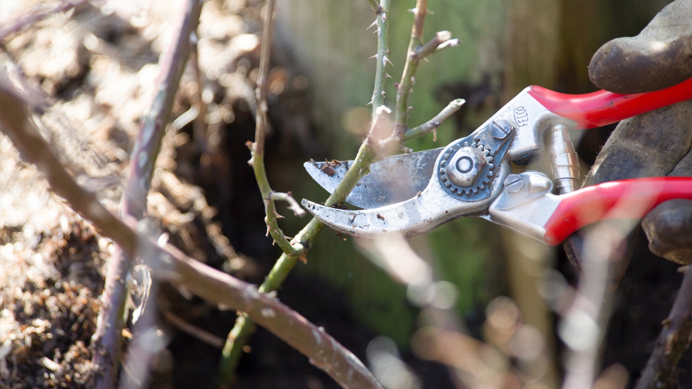pruning rose 