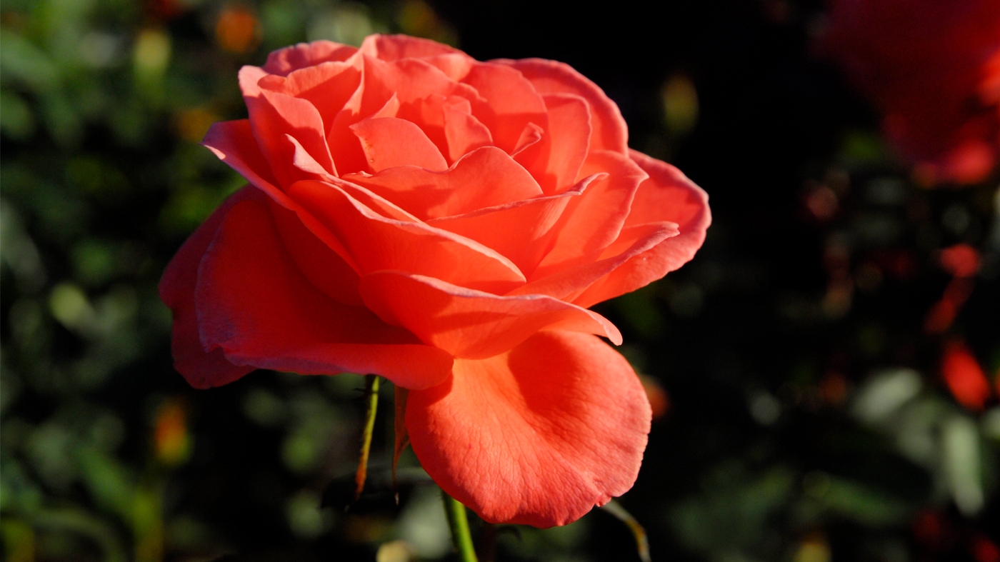 rose-jacolber