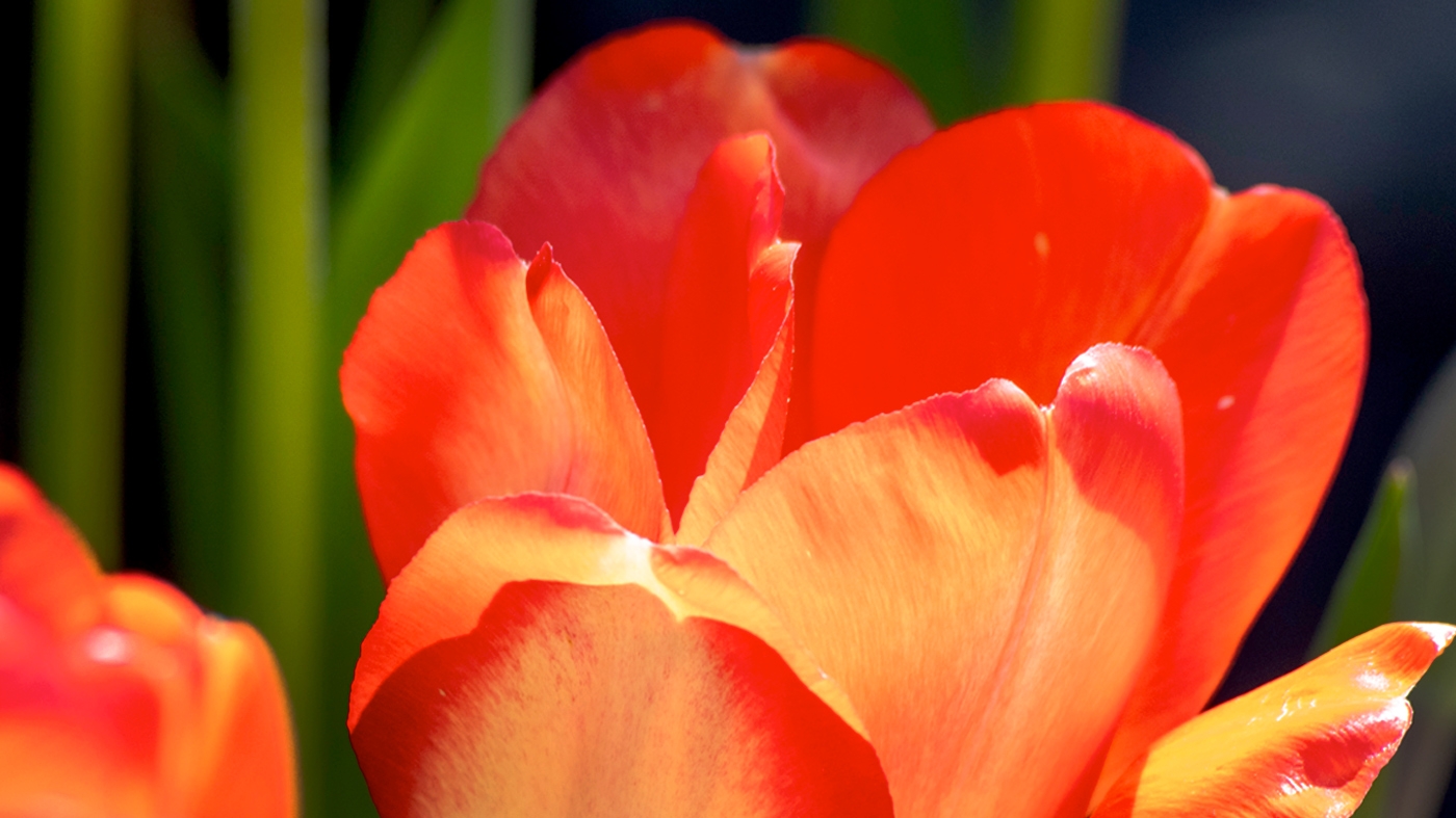 Fall Bulb Sale