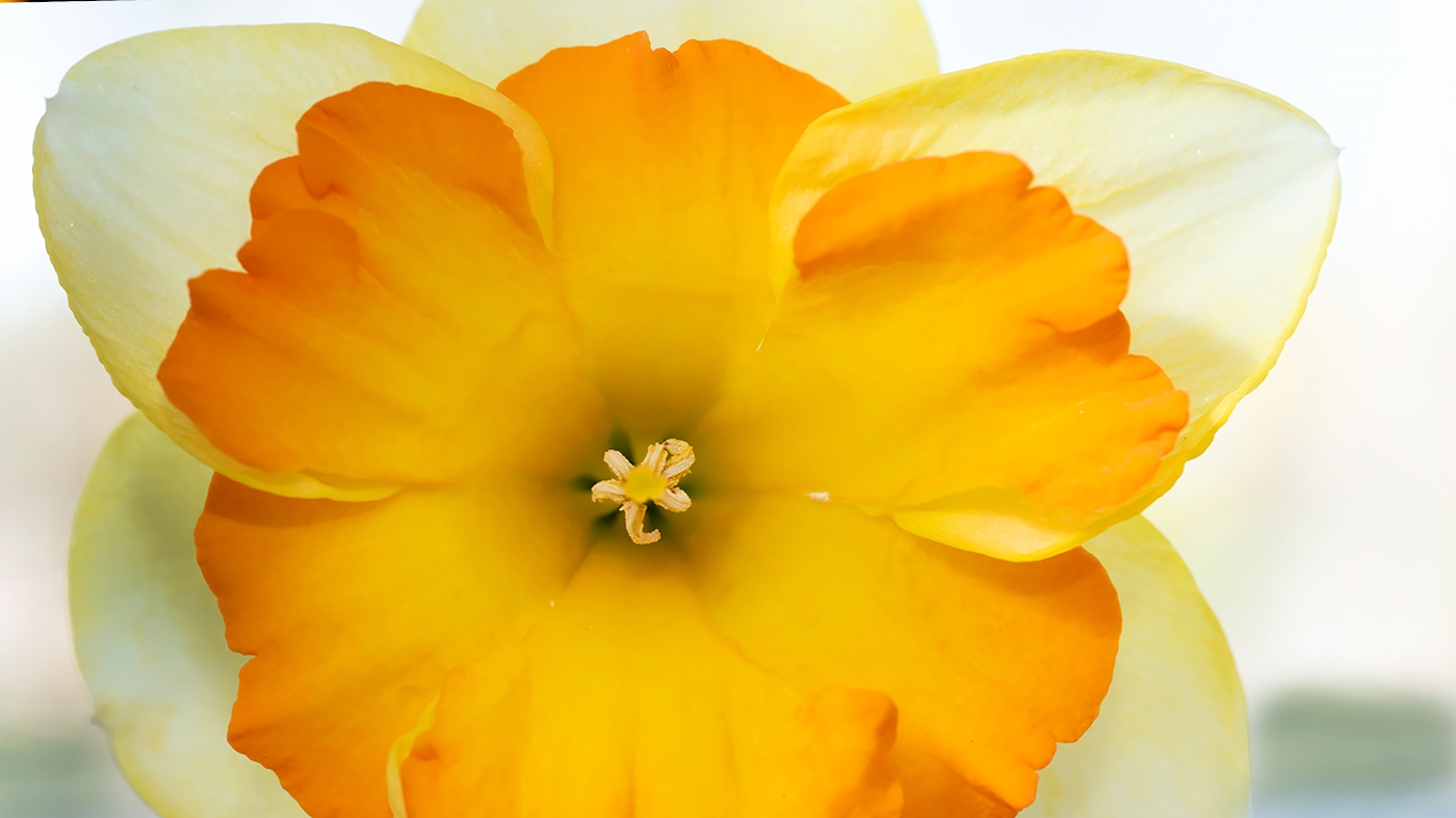 Fall Bulb Sale