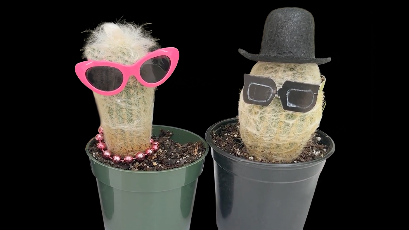 Plants in Costume