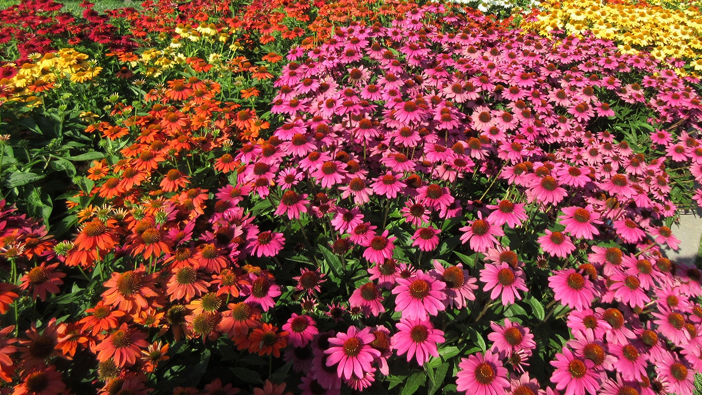 Adult Ed | Horticulture | Best new plants of 2026