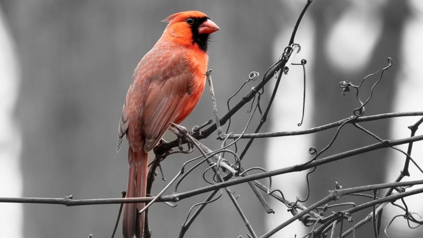 Adult Ed | Photography | Life in winter