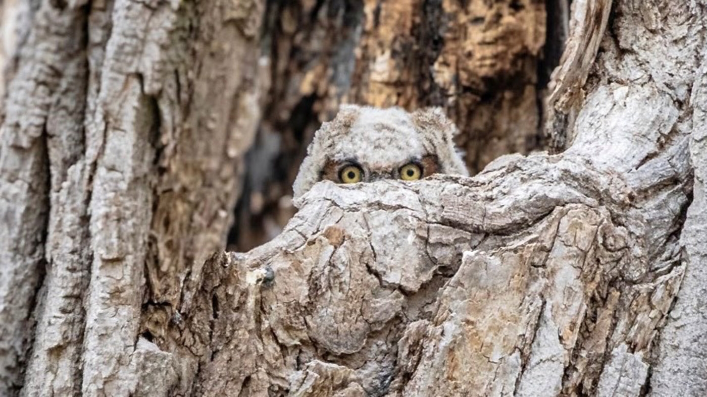 Adult Ed | Photography | Golden hour nature photography