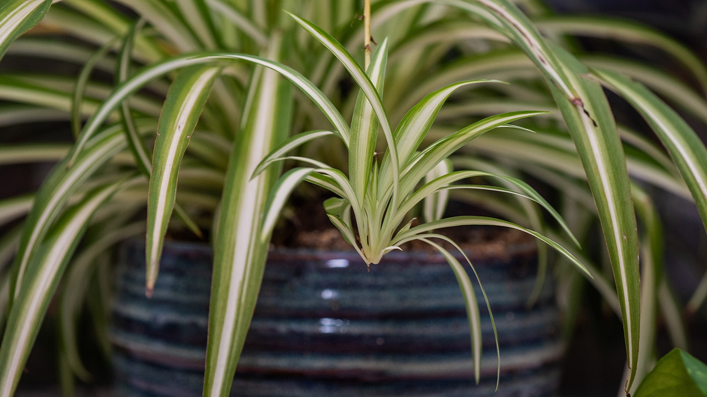 Adult Ed | Horticulture | Houseplant care