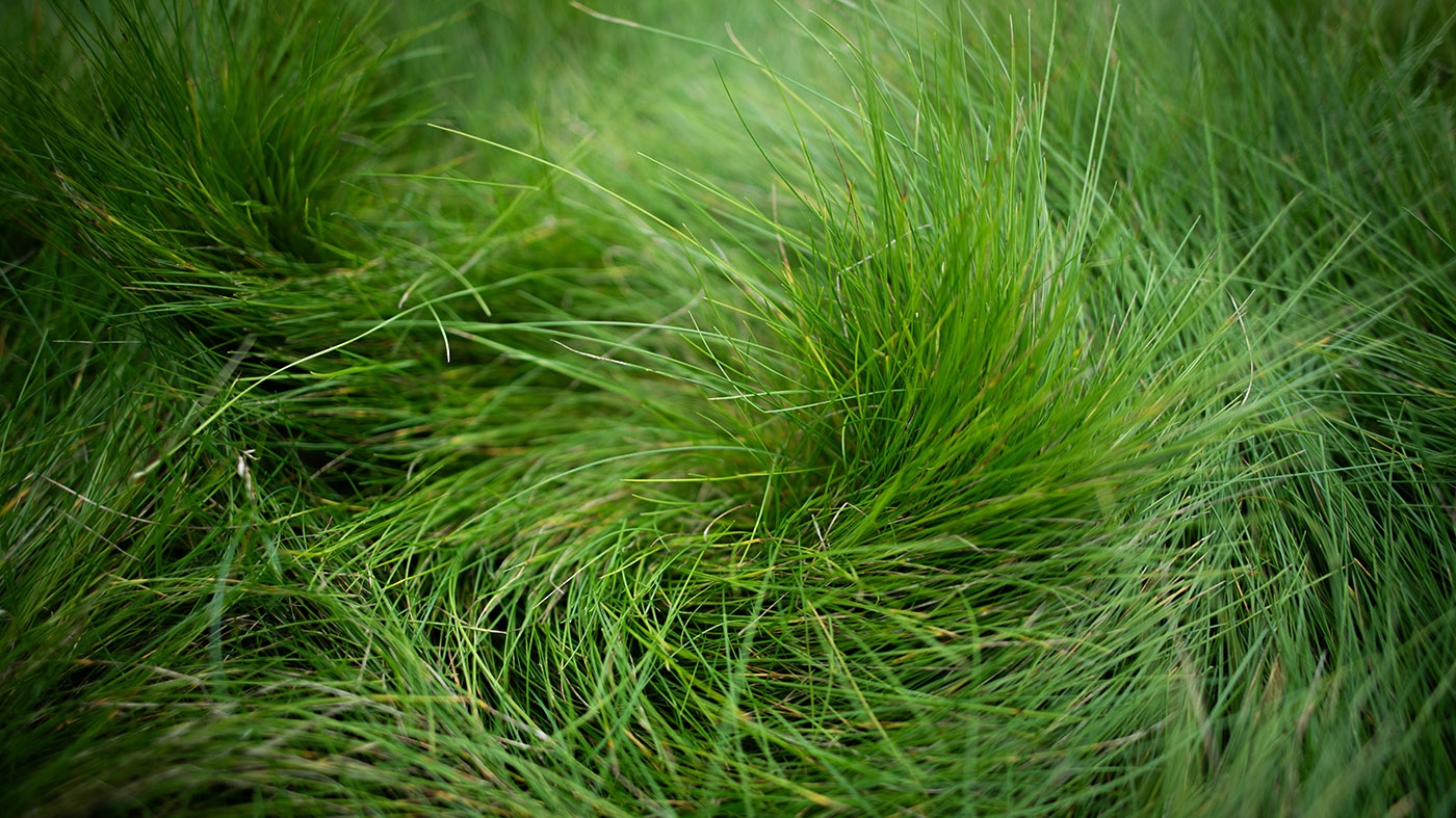 Adult Ed | Horticulture | Rethinking lawns