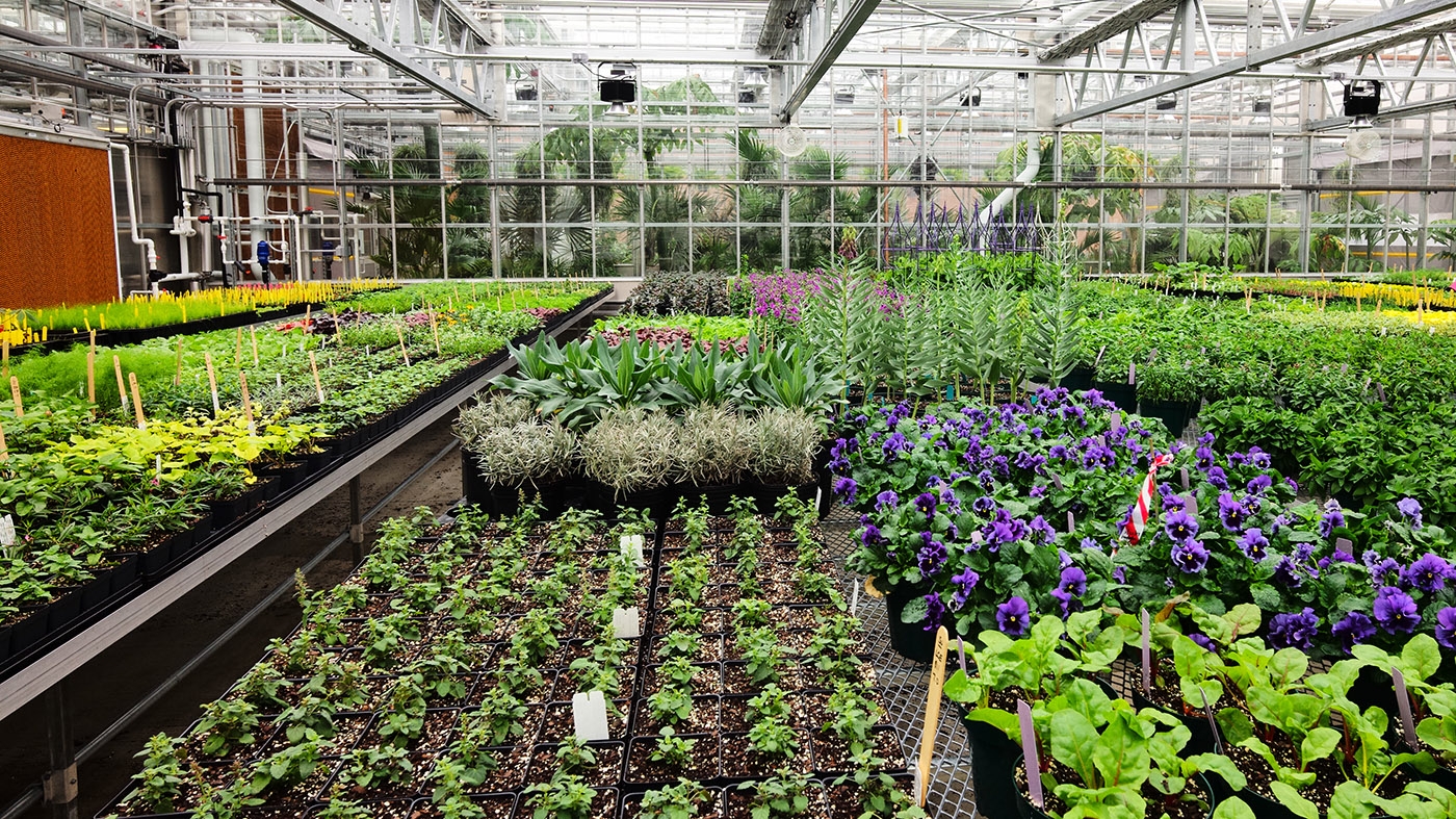 Adult Ed | Horticulture | Production greenhouses tour