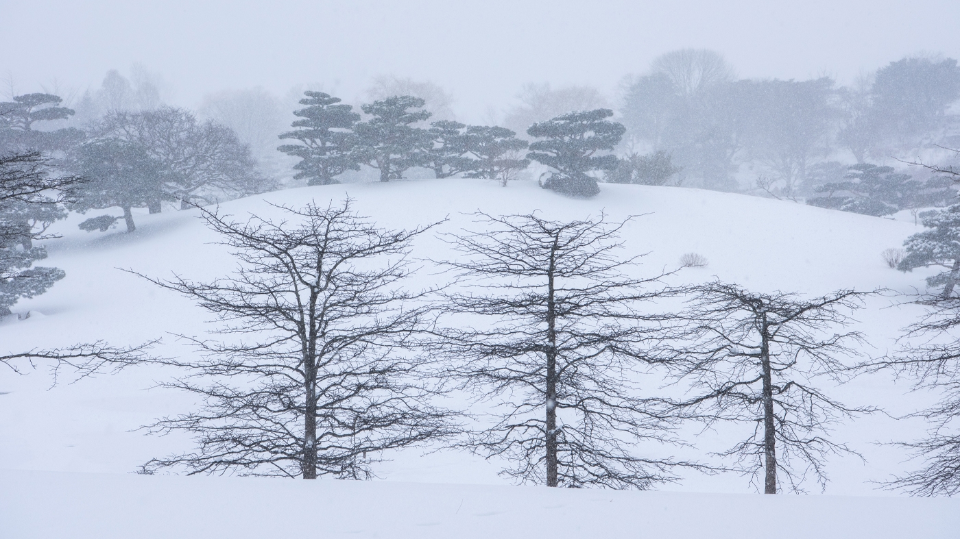 Learning Botanical Arts Winter