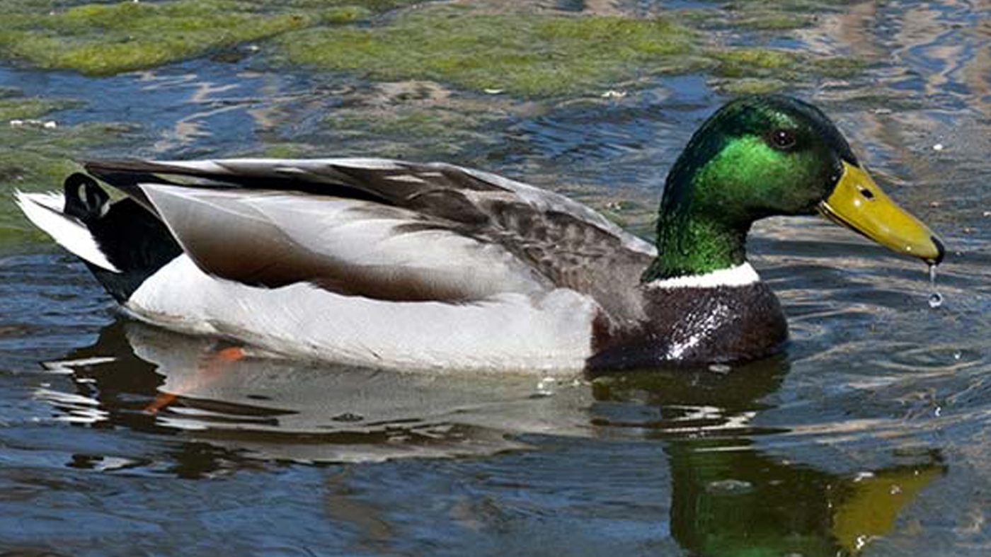 mallard duck
