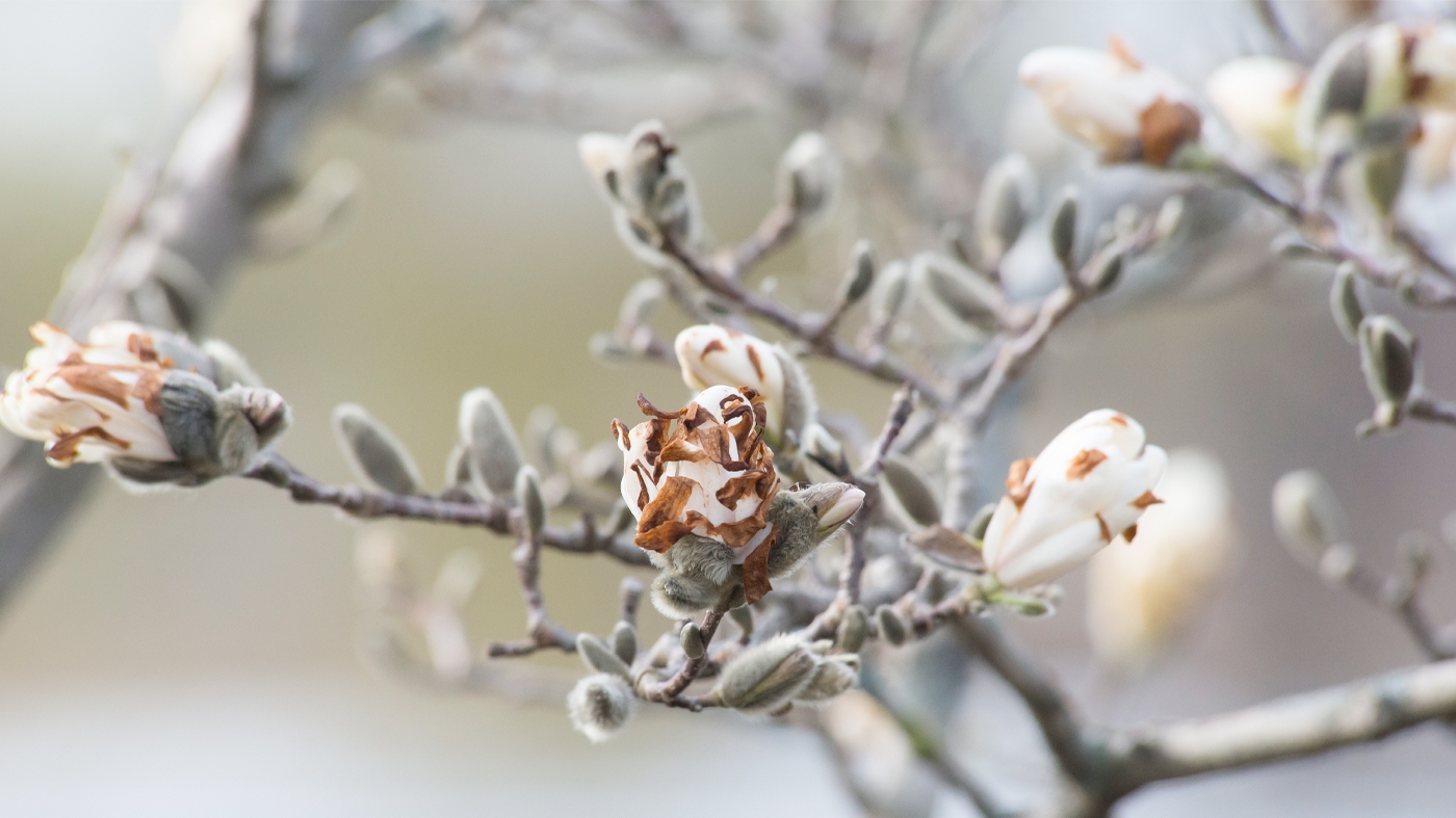 magnolia-winter-damage