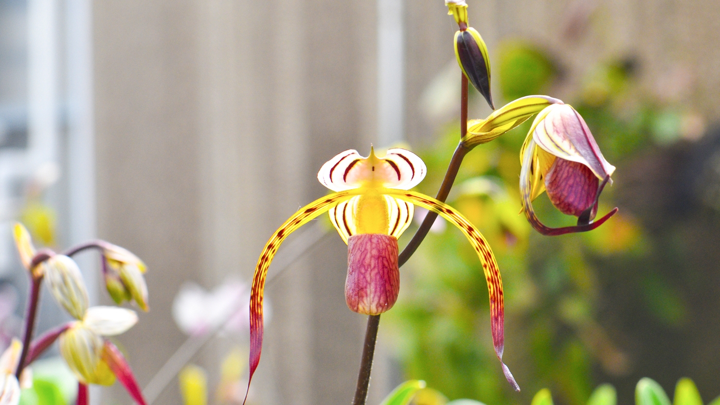 paphiopedilum stonei
