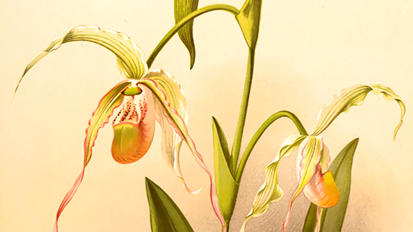 Rare Books – Slipper Orchids
