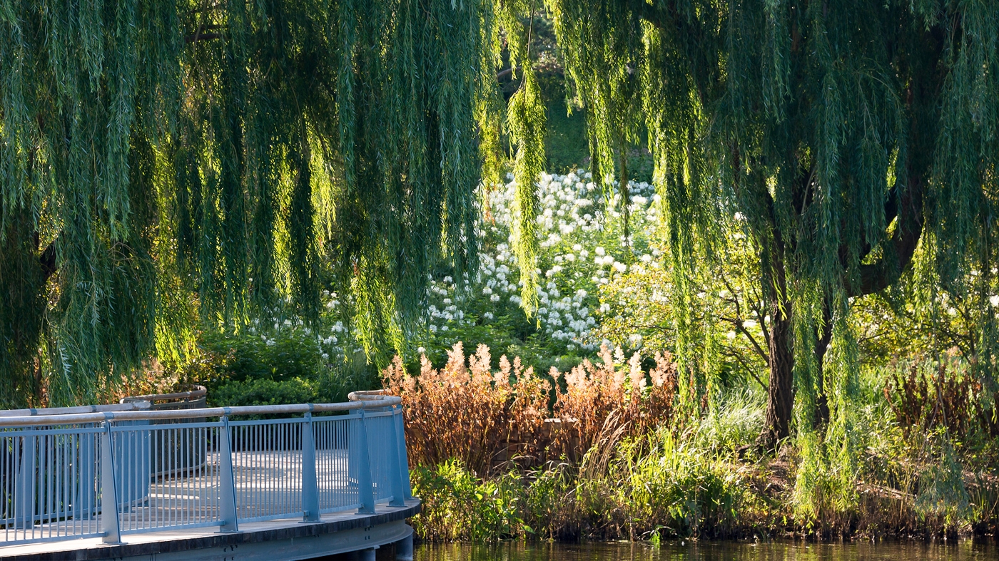 Learning Wellness Nature