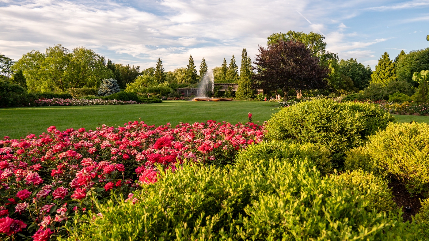 learning-wellness-yoga-rose-garden