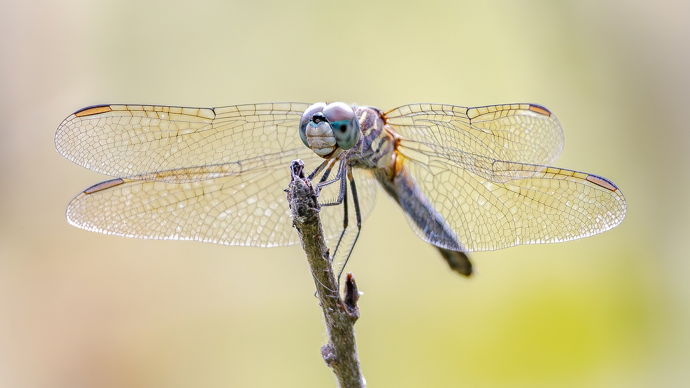 Learning Photography Dragonflies