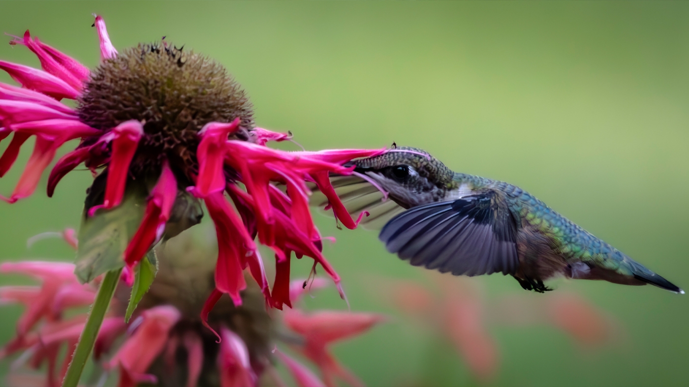 Learning Photography Hummingbird