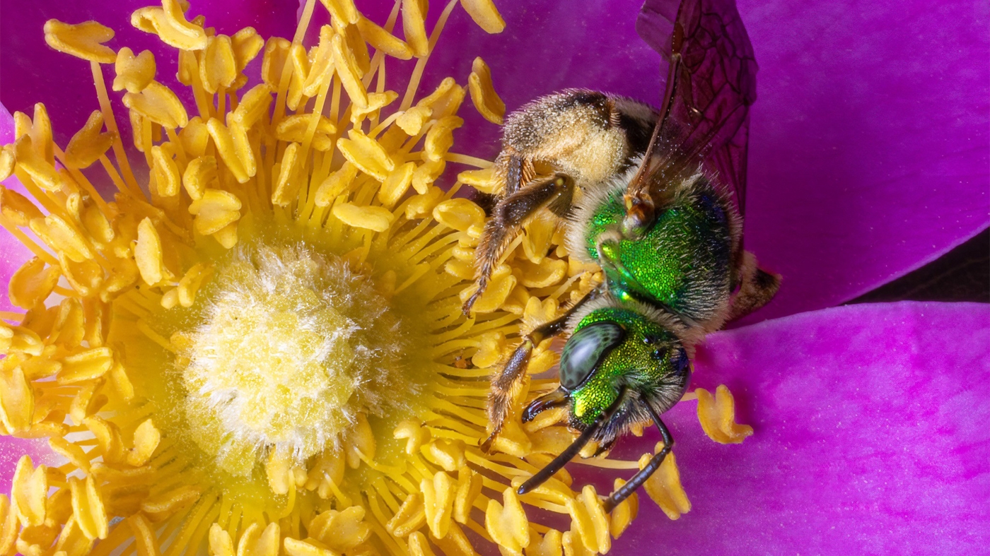 Learning Photography Pollinator