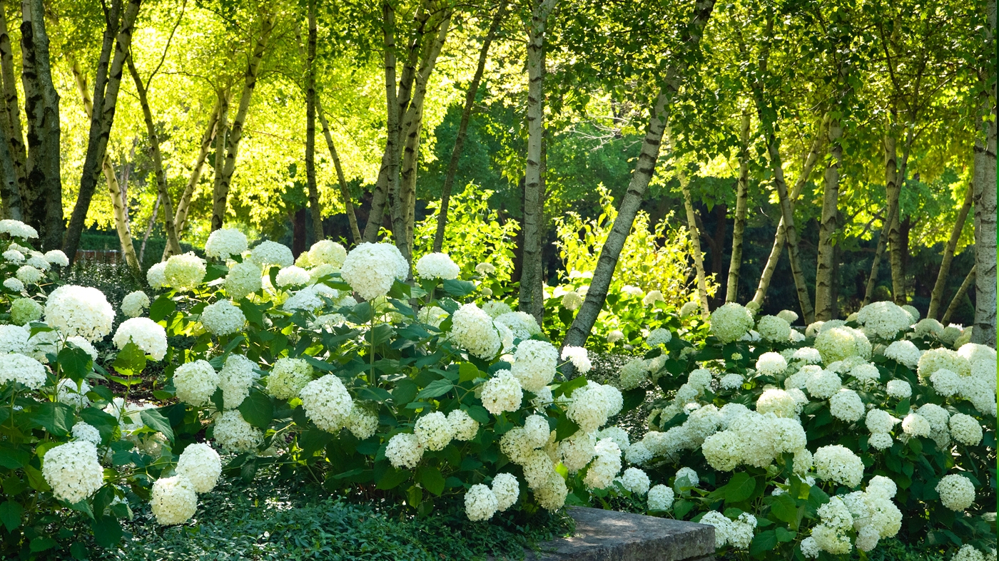 Learning Horticulture Hydrangea