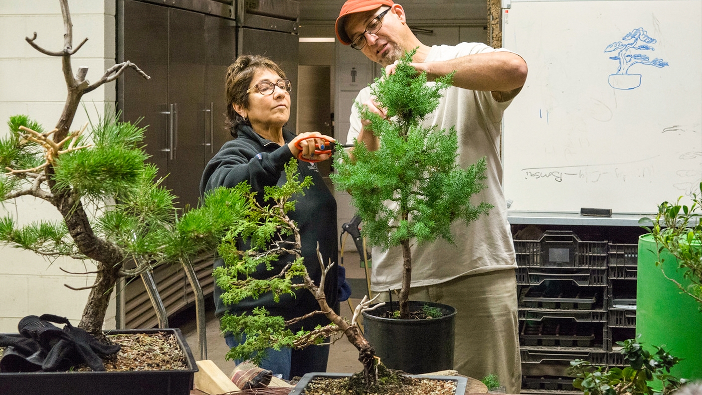 Learning Horticulture bonsai