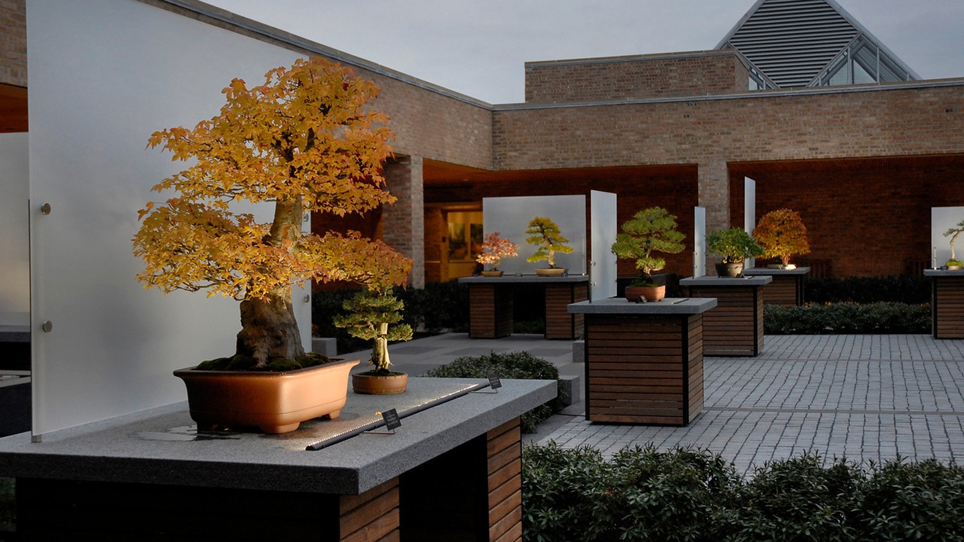 Learning Horticulture Bonsai Display