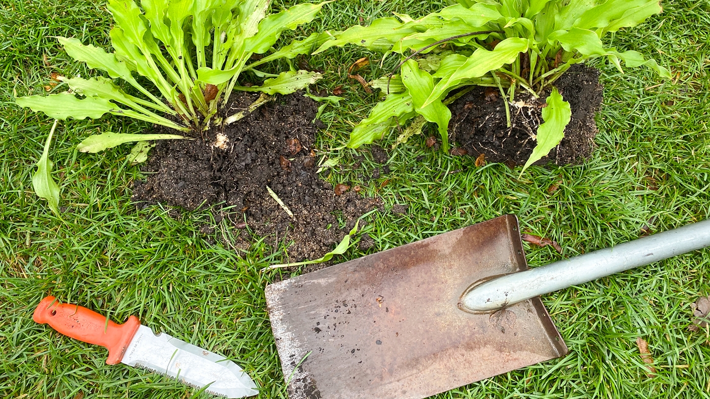 Learning Horticulture Dividing Perennials