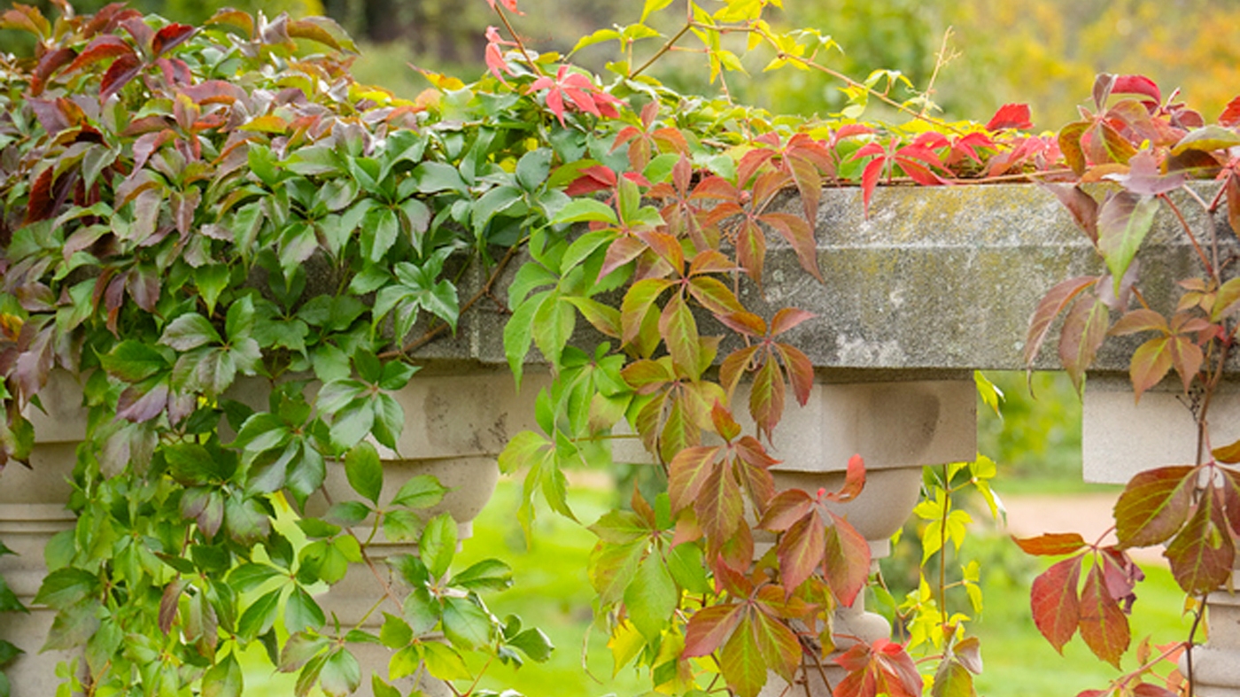 Learning Horticulture English Wall Garden