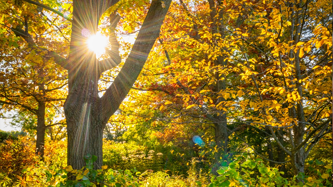 Learning Horticulture Forest