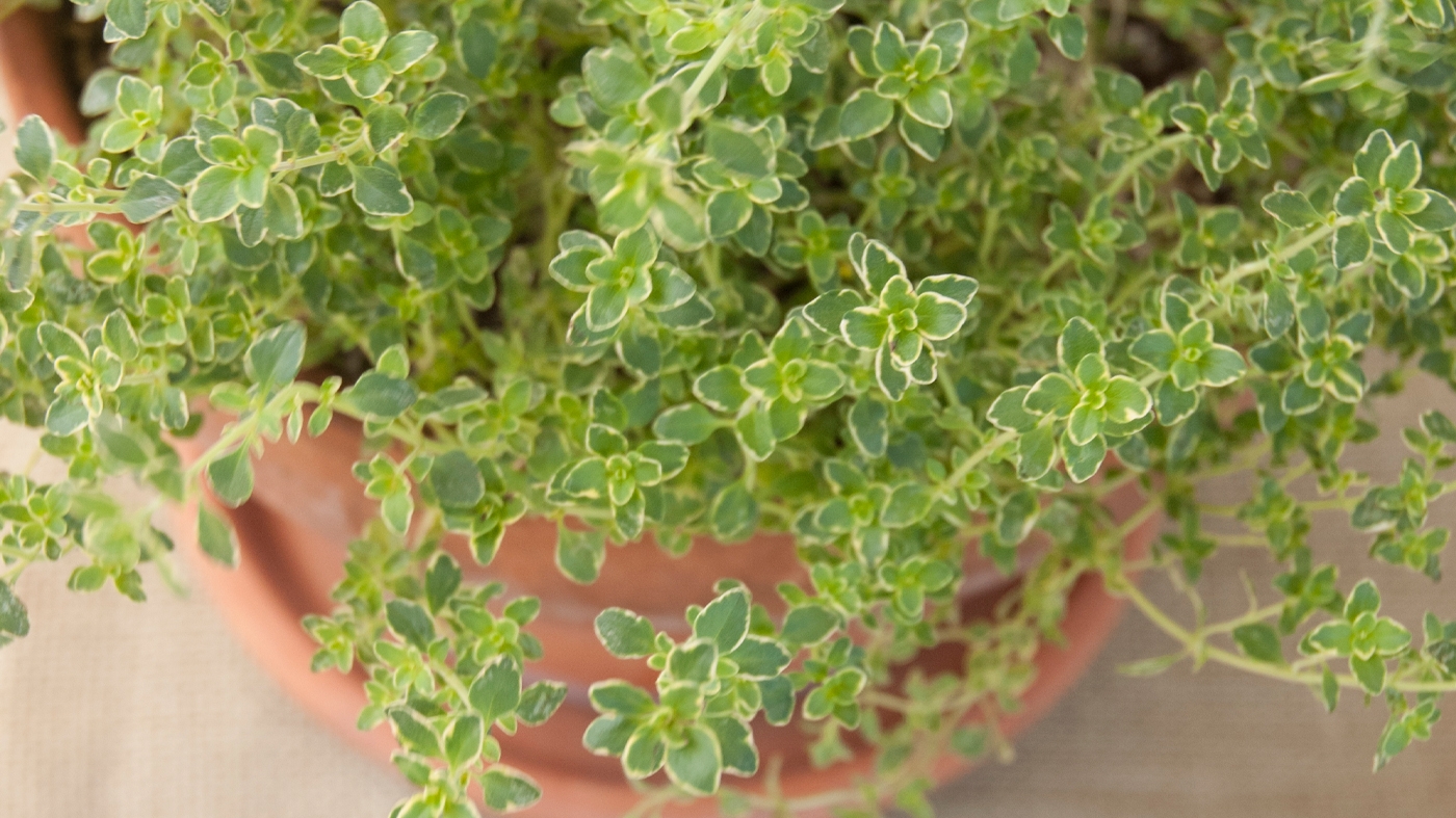 Learning Horticulture Herb Pot