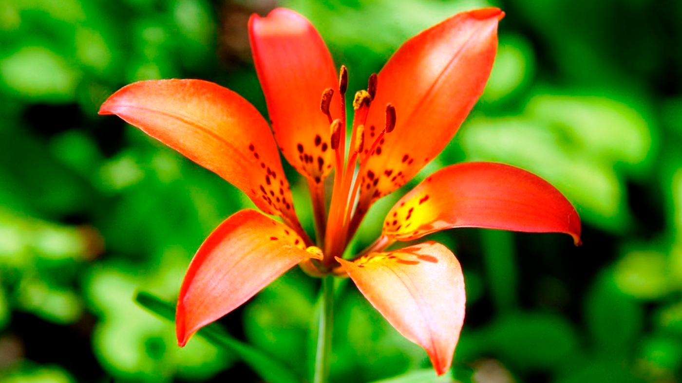 Learning Horticulture Ornamental Bulbs