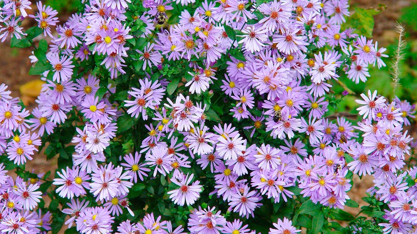 Learning Horticulture Ornamental Native Plants