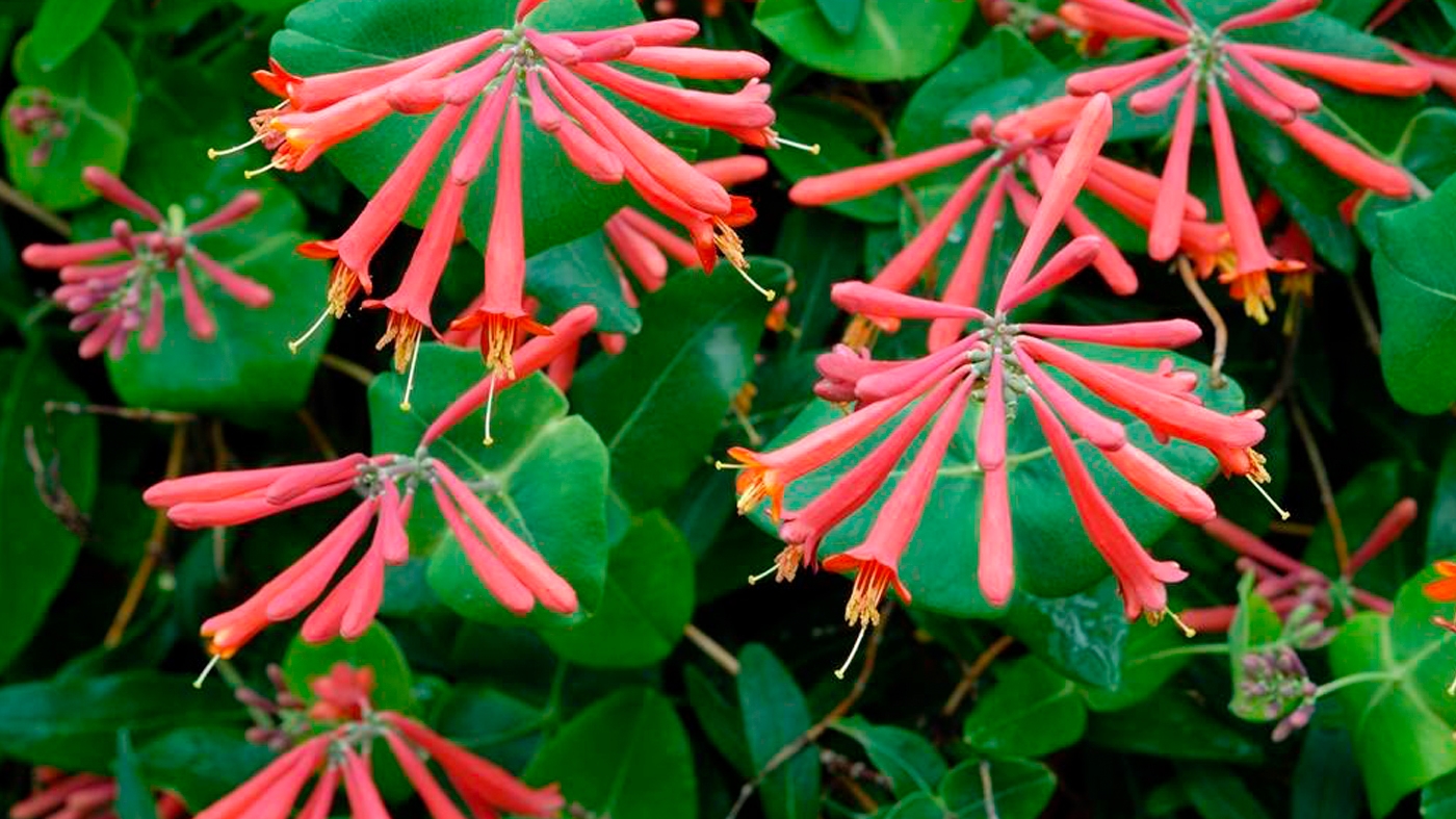 Learning Horticulture Ornamental Plants