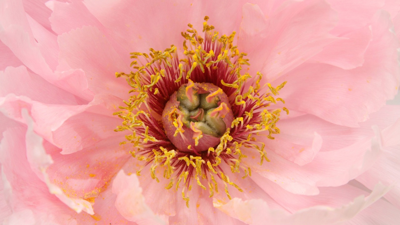 Learning Horticulture Peonies