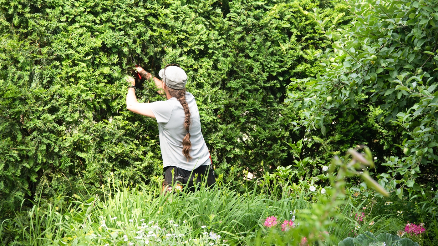 Learning Horticulture Pruning Shrubs