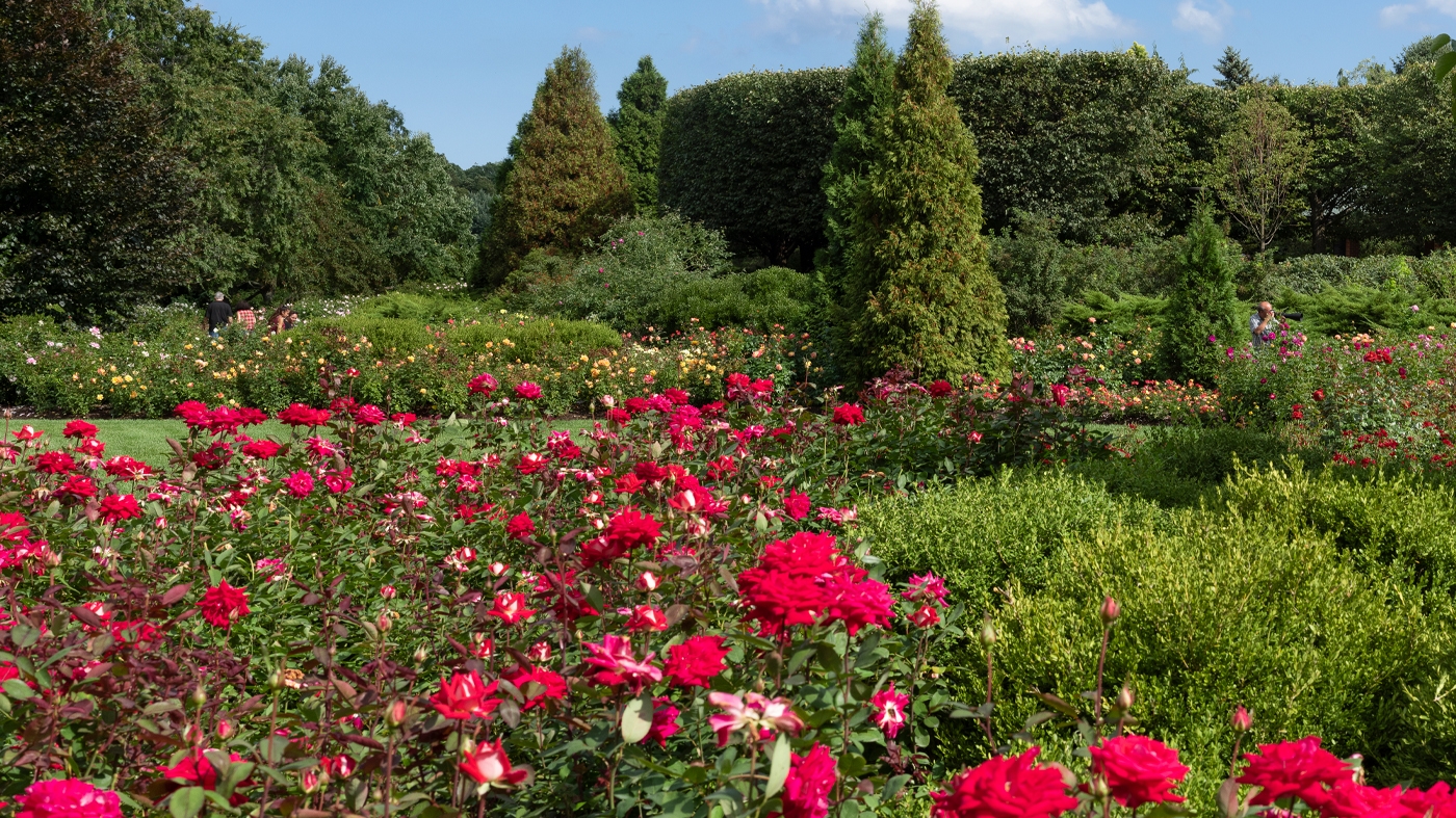 Learning Horticulture Rose Garden