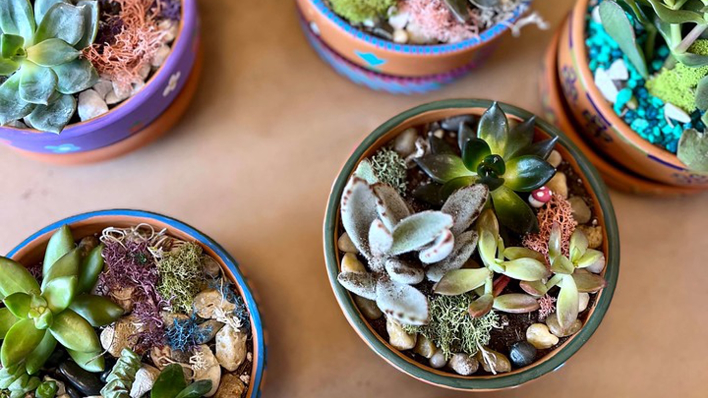 Learning Horticulture Succulent Centerpiece