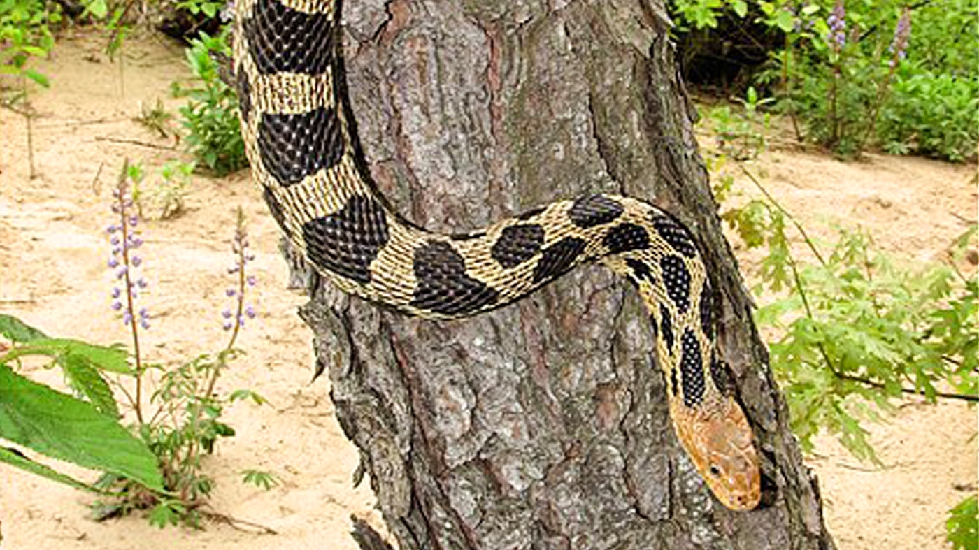 Learning Nature Reptiles
