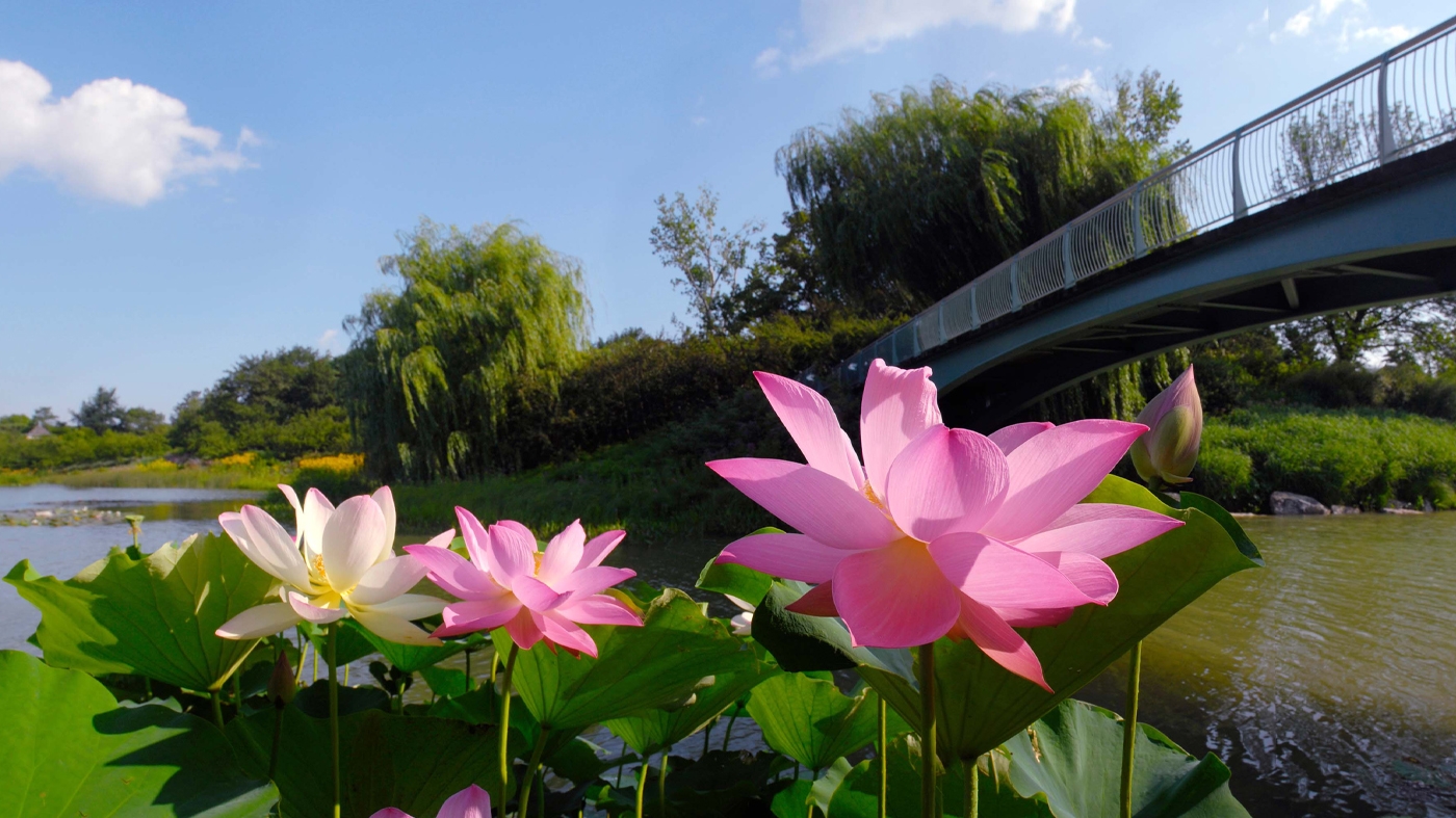 Learning Photography Bridges