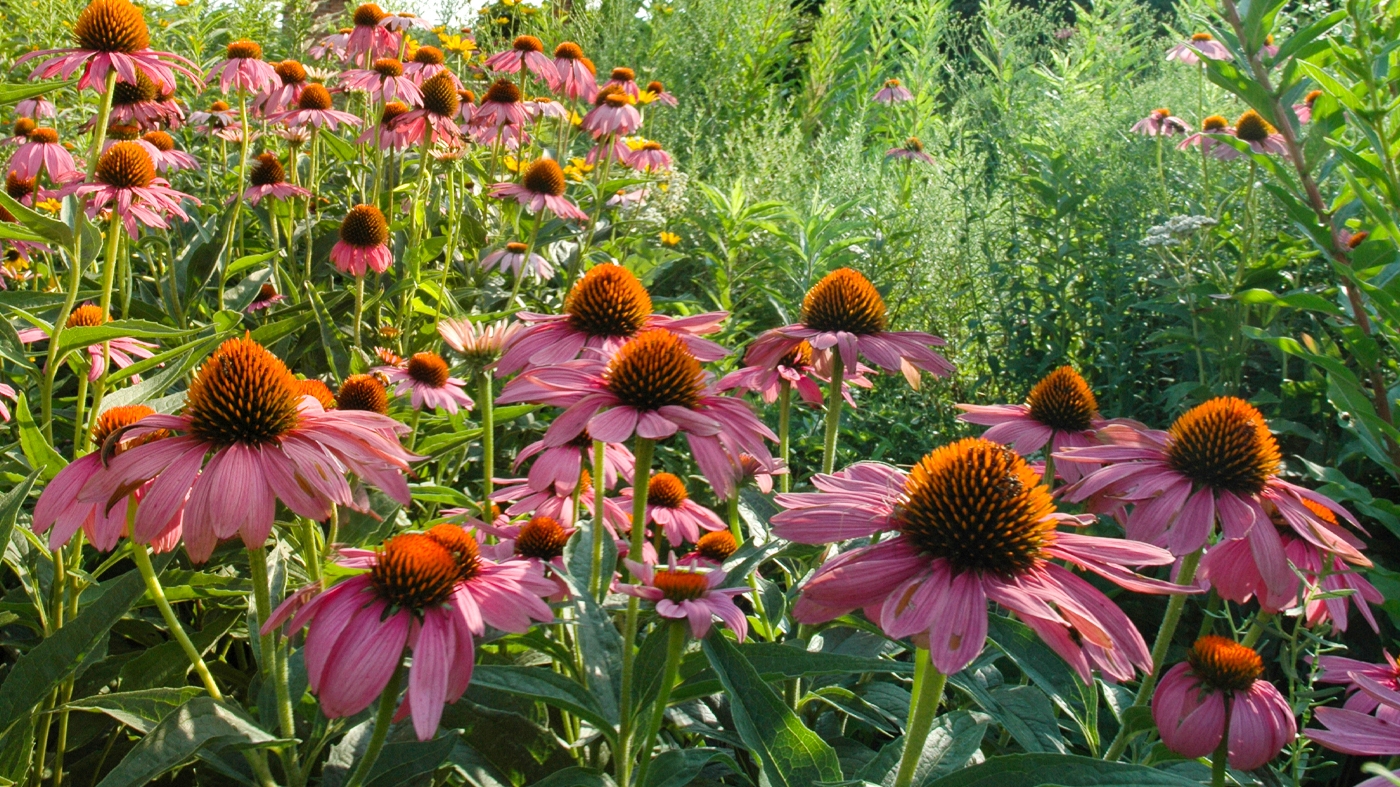 Learning Garden Design Native