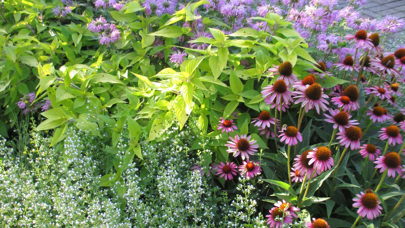 Learning Garden Design Pernnials