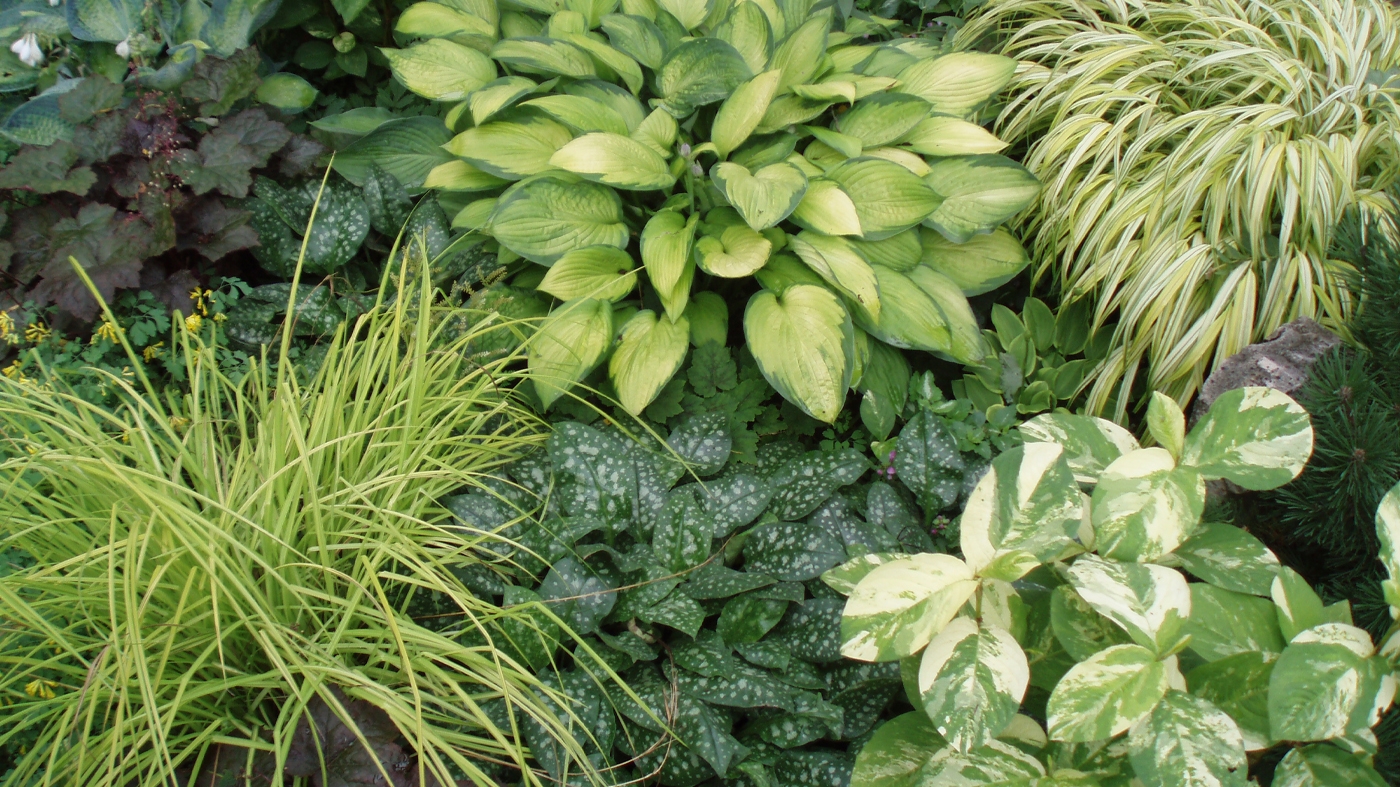 Learning Garden Design Pernnials Green