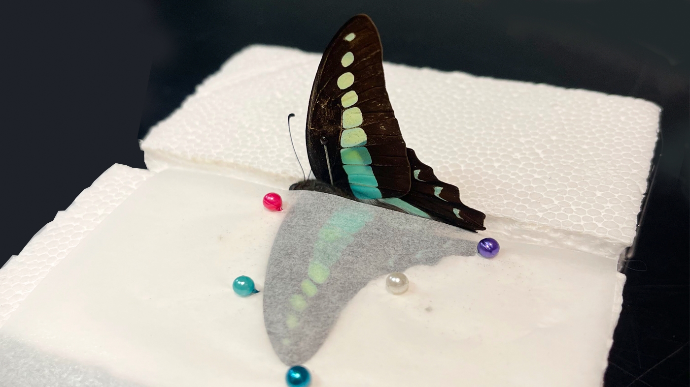 Learning Botanical Arts Pinning