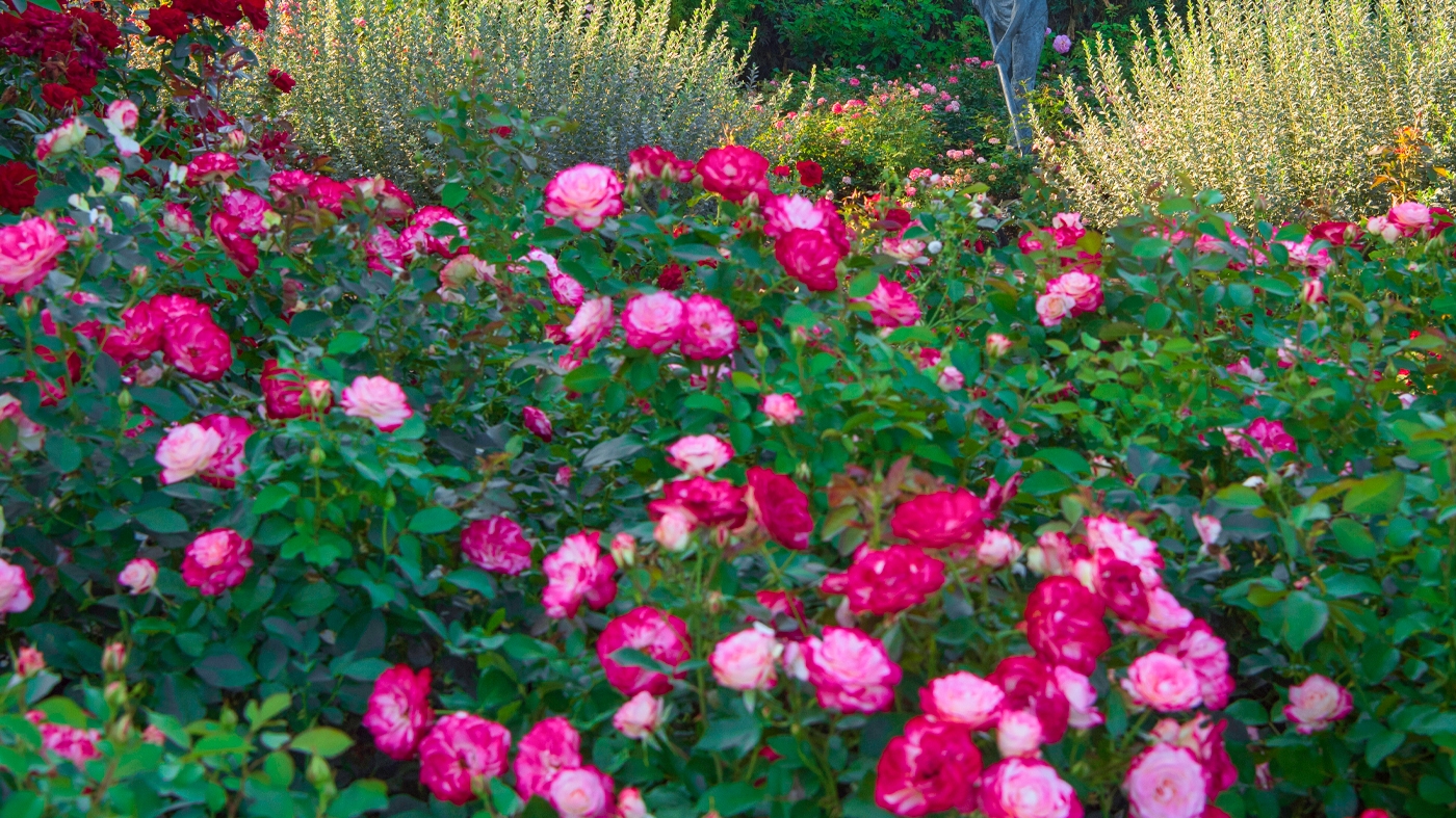 Learning Botanical Arts Rose Garden