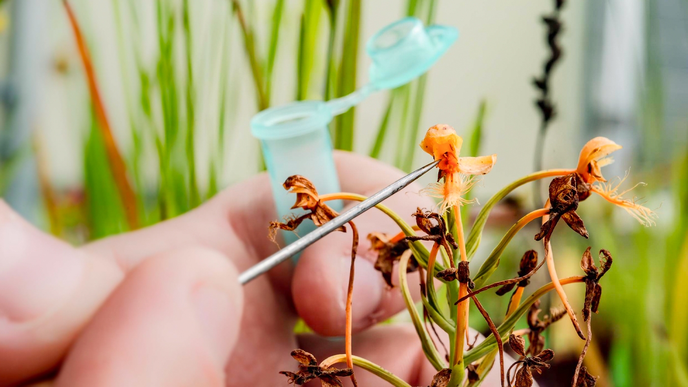 science collect pollen