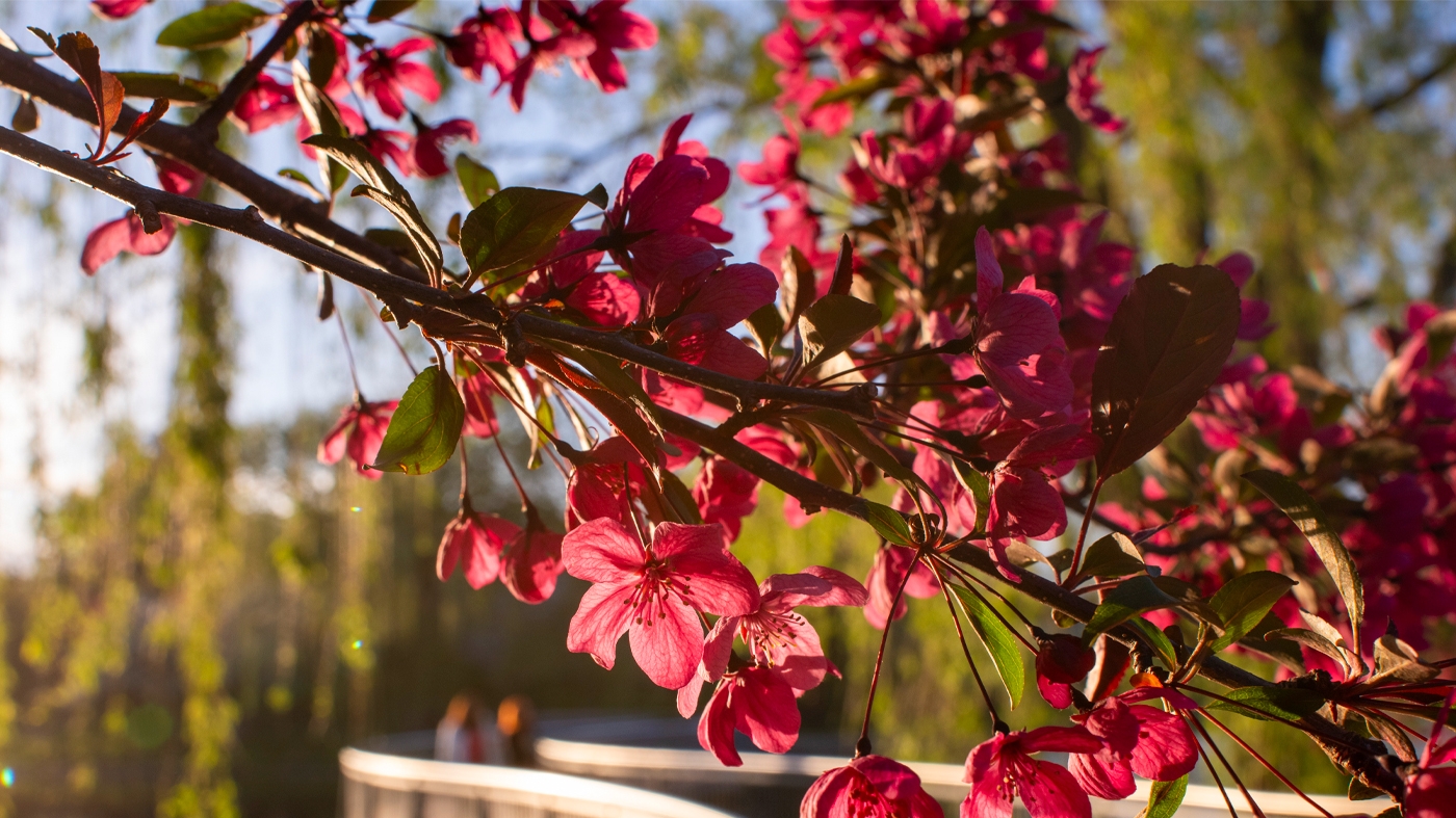 red-blossoms